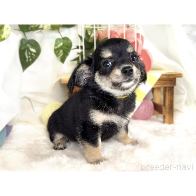 成約済の滋賀県のチワックス:チワワ×ミニチュアダックスフンド-413326の3枚目